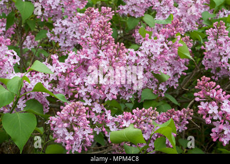 Vue en gros plan de belles fleurs lilas de Perse au début du stade de floraison Banque D'Images