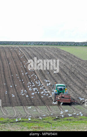 Champ de labour tracteur étant suivi par les mouettes avec dead space en haut pour le texte Banque D'Images