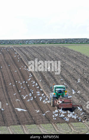 Champ de labour tracteur étant suivi par les mouettes avec dead space en haut pour le texte Banque D'Images