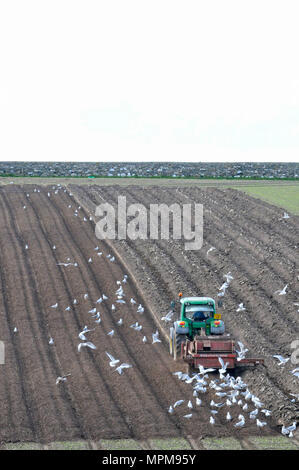 Champ de labour tracteur étant suivi par les mouettes avec dead space en haut pour le texte Banque D'Images