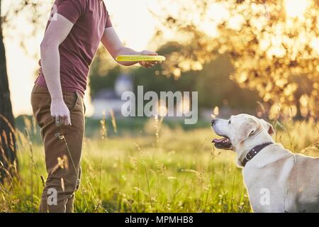 Jeune homme lancer disque volant pour son chien. Temps d'été avec le labrador retriver sur meadow au coucher du soleil. Banque D'Images