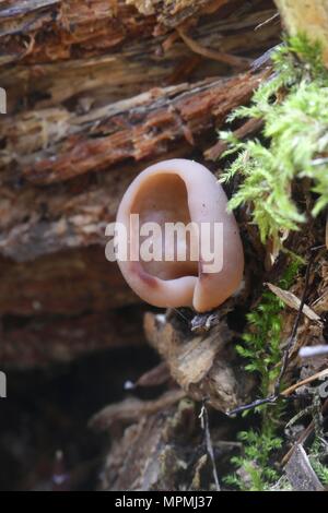 Oreilles de porc, Gyromitra perlata fausse morille, champignon sauvage de la Finlande Banque D'Images