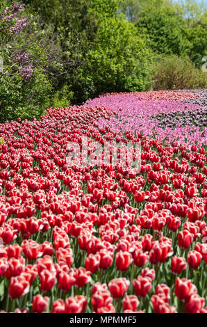 Couleurs mixtes tulip bed Banque D'Images