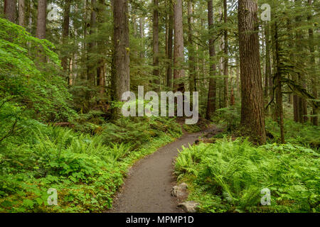 Chemin de randonnée en Rain-Forest - un chemin de randonnée au fond d'une forêt dense. Olympic National Park, Washington, USA. Banque D'Images