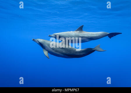 Grand dauphin de l'Indo-Pacifique, Tursiops aduncus, Chichi-jima, Bonin Islands, les îles d'Ogasawara, le Japon, l'Océan Pacifique Banque D'Images