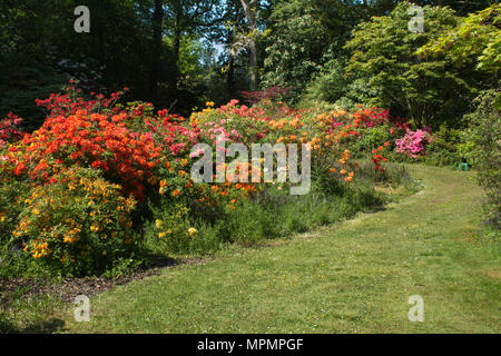 Avis de rhododendrons et azalées en fleurs colorées à Exbury Gardens dans le Hampshire, au Royaume-Uni, au cours des mois de mai Banque D'Images