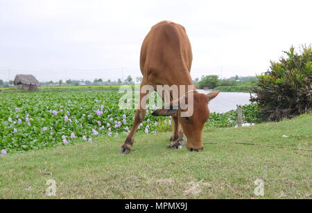 Close up de vache brune mange de l'herbe sur la prairie par un domaine de la politique de l'eau pourrie et rivière Banque D'Images