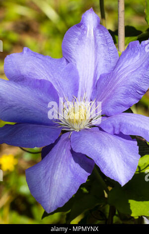 Grande fleur bleue de la floraison au début de l'été, répétez les fleurs de grimpeur, Clematis 'H F Jeunes' Banque D'Images