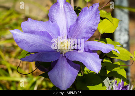 Grande fleur bleue de la floraison au début de l'été, répétez les fleurs de grimpeur, Clematis 'H F Jeunes' Banque D'Images