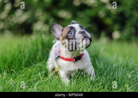 Chiot bouledogue français jusqu'à la curieuse avec expression. Banque D'Images
