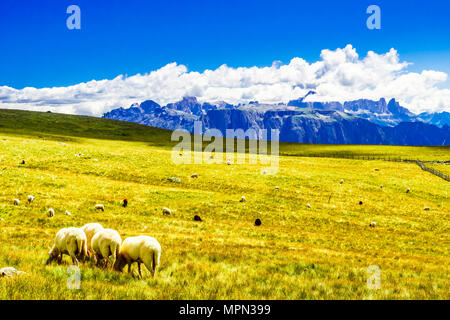 Vue sur troupeau de moutons dans un pré dans les montagnes du Tyrol du Sud Banque D'Images