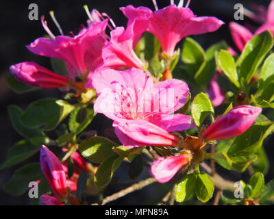 Belle azalée rose Rhododendron - dans le jardin en fleurs Banque D'Images