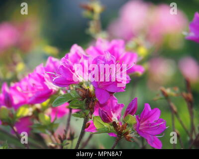 Belle azalée rose Rhododendron - dans le jardin en fleurs Banque D'Images