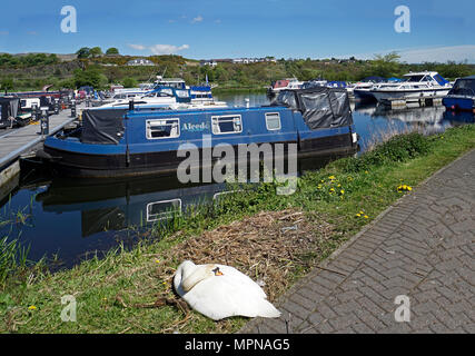 Bateaux amarrés dans le bassin sur le Forth and Clyde Canal à Auchinstarry village près de Brewster North Lanarkshire Scotland UK avec swan avant couchage Banque D'Images