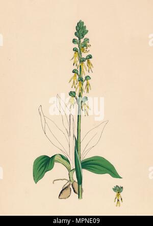 'Aceras anthropophora. Orchis homme', 19e siècle. Artiste : Inconnu. Banque D'Images