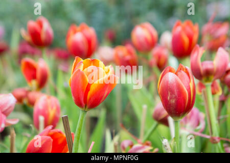 Jacinthes roses dans le jardin la belle journée sur jardin tulip Banque D'Images