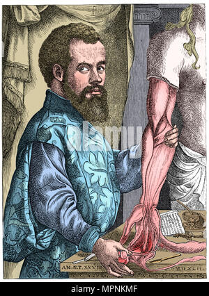 Andreas Vesalius, 16e siècle anatomiste flamand. Artiste : Inconnu. Banque D'Images