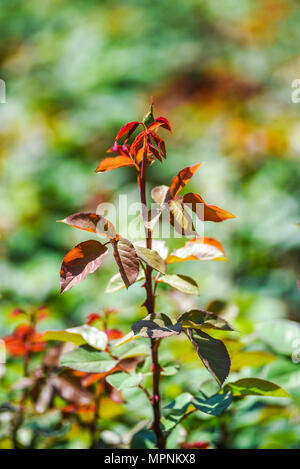 Boutons de roses en fleurs dans le jardin au printemps. Banque D'Images
