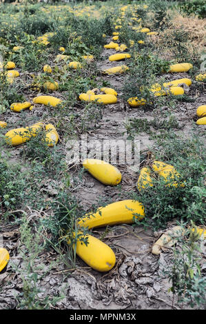 Dans la plantation de courgettes mûrs Banque D'Images