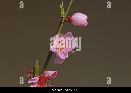 Peach Blossom rose et rouge écorce nom Latin Prunus persica famille des rosacées le symbole de l'état en Italie de l'Alabama, Arkansas, Caroline du Sud et la Géorgie Banque D'Images