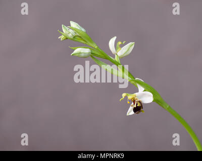 Détails L'orchidée abeille, Ophrys apifera. Banque D'Images