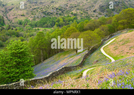 Bluebells près de Rydal Water dans le Lake District en Cumbrie Banque D'Images