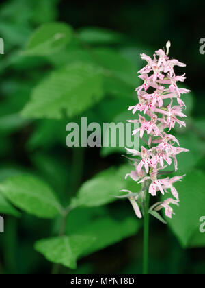 Heath spotted orchid. Dactlylorhiza maculata. Banque D'Images