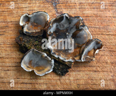 Bjerkandera adusta champignon, connu sous le nom de smoky polypore ou support de fumée Banque D'Images