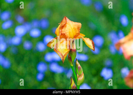 Iris de couleur sur le fond bleu fleurs Banque D'Images