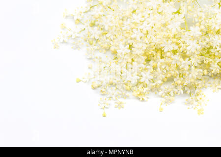 La dentelle blanche des petites fleurs sur un fond blanc Banque D'Images