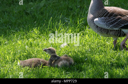 Lurgan, Irlande du Nord. 24 mai 2018. Royaume-uni - un autre très chaude journée ensoleillé à Lurgan. Les oisons cendrée garder hors du soleil à Lurgan Park. Crédit : David Hunter/Alamy Live News. Banque D'Images