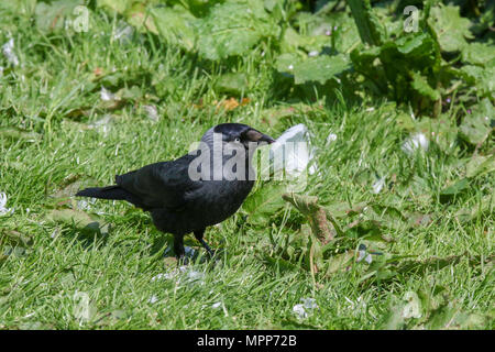 Lurgan, Irlande du Nord. 24 mai 2018. Royaume-uni - un autre très chaude journée ensoleillé à Lurgan. Un choucas dans illumiinated Lurgan Park par feu le soleil du printemps. Crédit : David Hunter/Alamy Live News. Banque D'Images