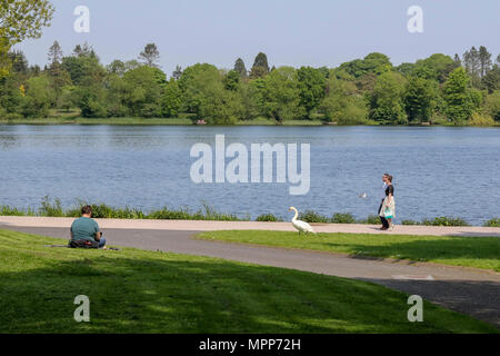 Lurgan, Irlande du Nord. 24 mai 2018. Royaume-uni - un autre très chaude journée ensoleillé à Lurgan. Les gens se détendre au bord du lac à Lurgan Park. Crédit : David Hunter/Alamy Live News. Banque D'Images