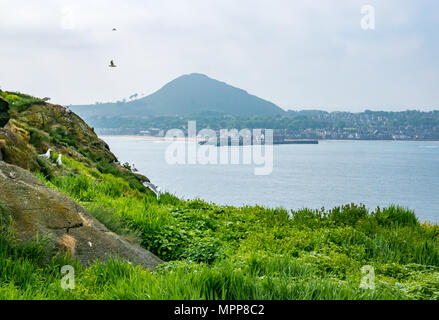 L'île de Craigleith, 24 mai 2018. Firth of Forth, Ecosse, Royaume-Uni. North Berwick et Berwick Law bouchon volcanique vu de Craigleith Island sur le Firth of Forth sur un jour brumeux Banque D'Images