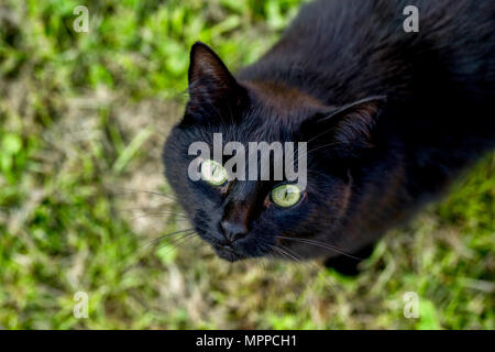 Portrait de chat noir sur un pré Banque D'Images