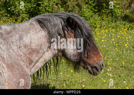 Side-on head shot of young pony sur Bourne valley nature reserve. Banque D'Images