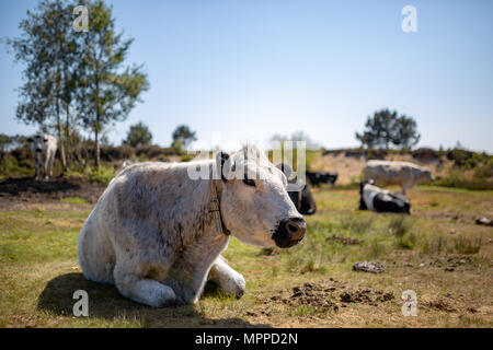 Troupeau de vaches s'assit sur la réserve naturelle de Canford Heath avec seulement un livre blanc britannique dans l'accent en premier plan du centre. Banque D'Images