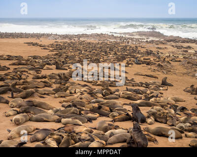 L'Afrique, la Namibie, Cape Cross Seal Reserve, colonie de phoques à fourrure Banque D'Images