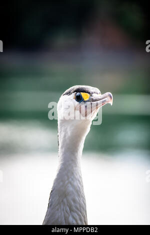 Pied Cormorant Shag - Banque D'Images