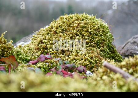 Moss sur mur extérieur à Pallas donjon, Tynagh, Crolles, comté de Galway, Irlande Banque D'Images