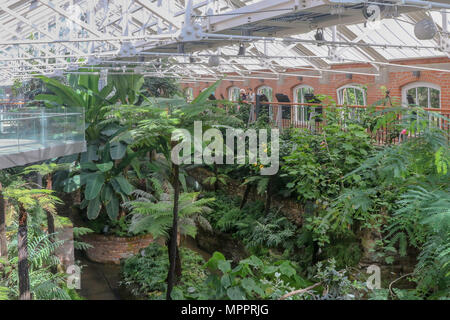 L'intérieur de la Ravine tropicales dans des jardins botaniques, de Belfast, en Irlande du Nord. C'est une vue d'une partie de la zone tempérée de l'reurbishe nouvellement Banque D'Images