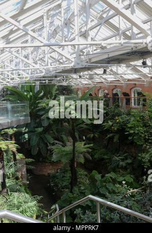 L'intérieur de la Ravine tropicales dans des jardins botaniques, de Belfast, en Irlande du Nord. C'est une vue d'une partie de la zone tempérée de l'reurbishe nouvellement Banque D'Images