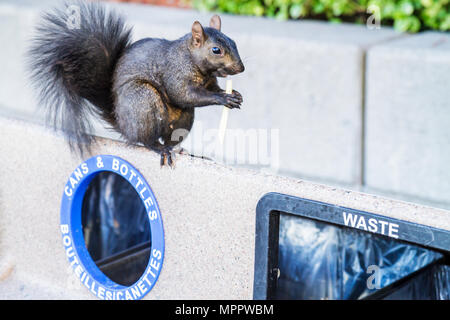 Toronto Canada,Bremner Boulevard,poubelle,déchets,écureuil noir,Sciuridae,animal,rongeur,manger des alevins français,survie urbaine,queue brousse,nourriture,adapter,Cana Banque D'Images