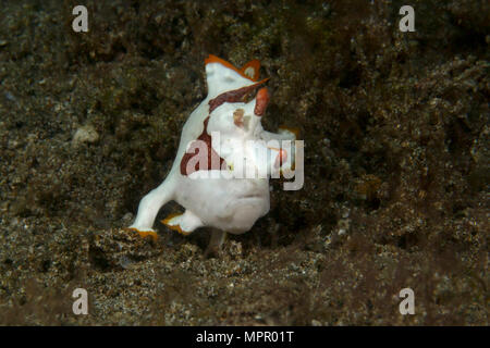 Poisson Grenouille verruqueux (Antennarius maculatus), juvénile. Marcher sur le fond marin. Photo a été prise à Anilao, Philippines Banque D'Images