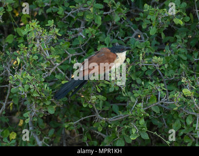 Coucal de Burchell à Pafuri dans le nord du parc Kruger Banque D'Images