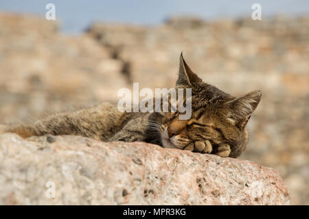 Une sieste dans le chat ville antique d'Éphèse Banque D'Images