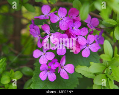 Lunaria annua – honnêteté annuelle en fleurs, fleurs magenta-violettes vibrantes dans un jardin printanier, plante ornementale connue pour ses gousses de graines et son chalet Banque D'Images