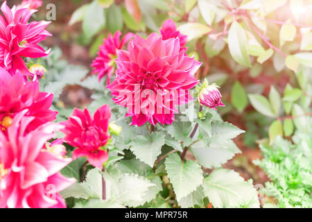 Été printemps fleur dans le jardin. rose rose sur la journée ensoleillée Banque D'Images