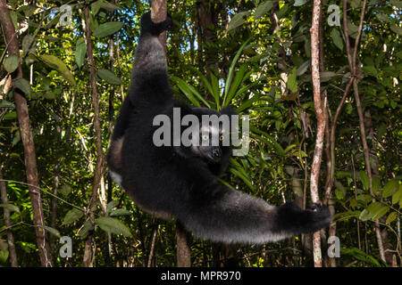 L'Indri (Indri Indri), assis dans un arbre, Akanin'ny nofy, Madagascar Banque D'Images