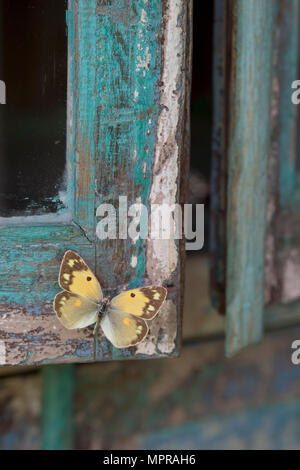 Bois peint en bleu, papillon jaune Banque D'Images